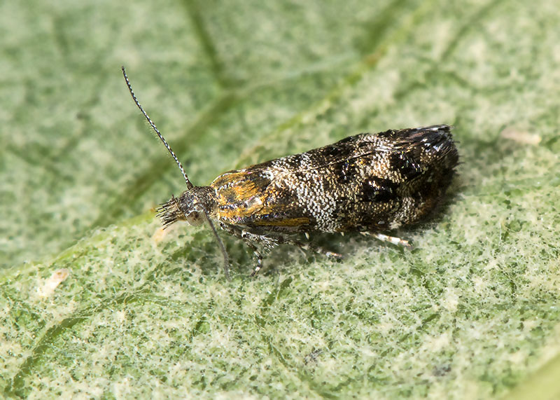 Tebenna sp. (Choreutidae)
